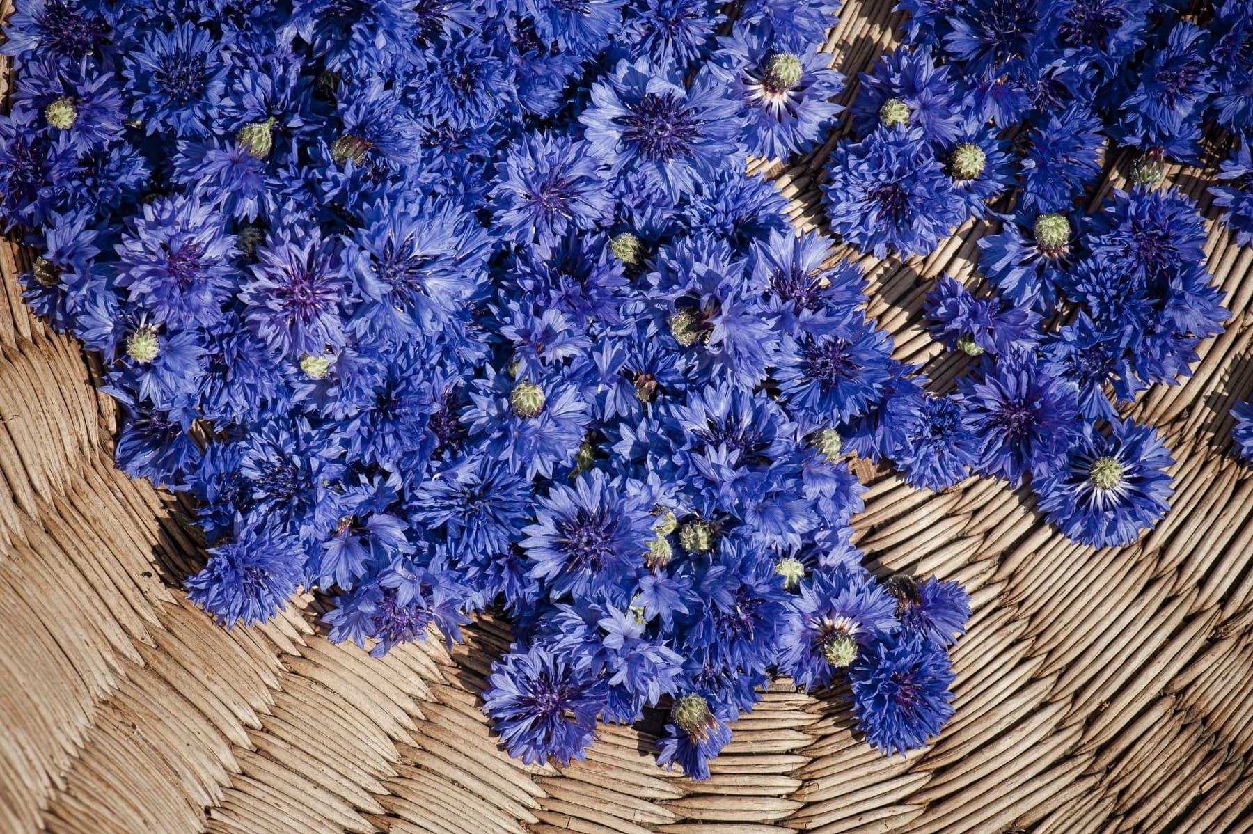 Frisch geerntete Kornblumen